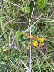 Senecio halimifolius