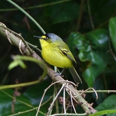 Todirostrum poliocephalum