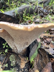 Polyporus