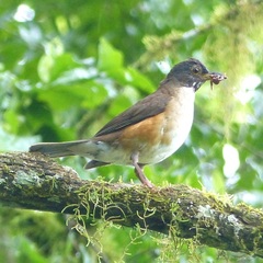 Turdus albicollis