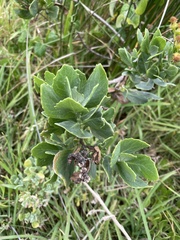 Senecio halimifolius