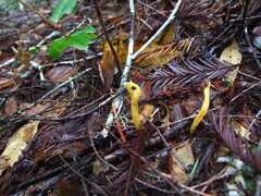 Clavulinopsis corniculata