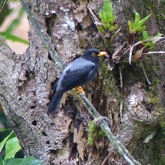 Turdus flavipes
