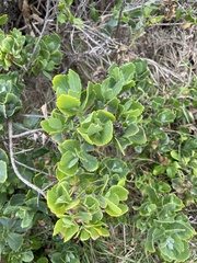 Senecio halimifolius