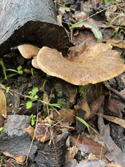 Polyporus