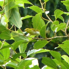 Hemithraupis ruficapilla