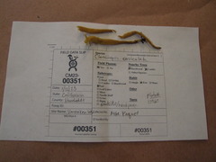 Clavulinopsis corniculata