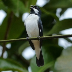 Sporophila lineola