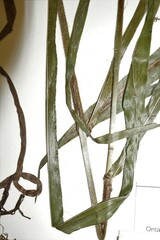 Bromus nottowayanus