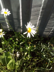 Leucanthemum vulgare