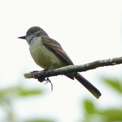 Myiarchus