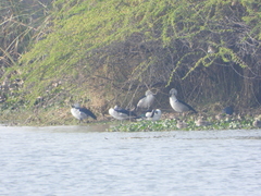 Sarkidiornis melanotos