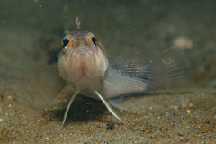 Centropristis striata