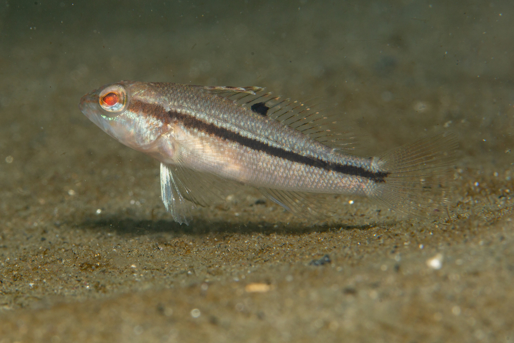 Black sea bass (Centropristis striata) — Serranidae