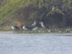 Sarkidiornis melanotos