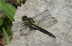 Nihonogomphus ruptus