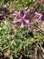 Silene fissipetala