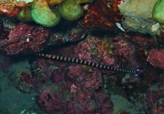 Dunckerocampus boylei