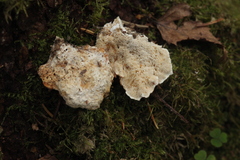 Climacocystis borealis