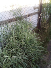 Phalaris arundinacea picta