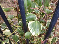 Hedera algeriensis