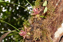 Maxillaria auyantepuiensis