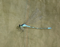 Coenagrion lunulatum