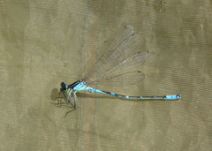 Coenagrion lunulatum