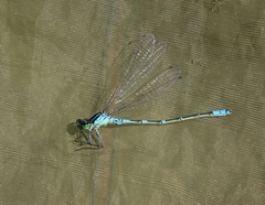 Coenagrion lunulatum