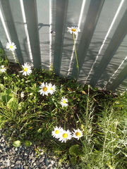 Leucanthemum vulgare