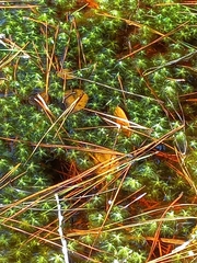 Polytrichum commune