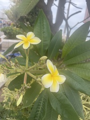 Plumeria rubra