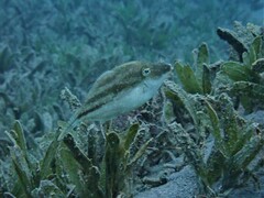 Paramonacanthus nematophorus