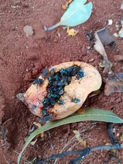 Chrysomya marginalis