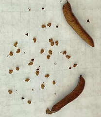 Crotalaria pallida