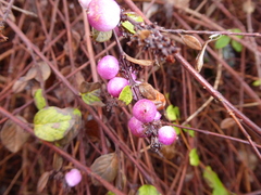 Symphoricarpos × chenaultii