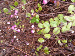Symphoricarpos × chenaultii