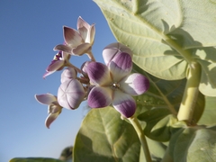Calotropis procera