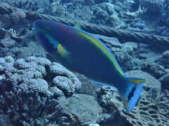 Chlorurus genazonatus