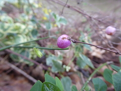 Symphoricarpos × chenaultii