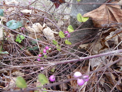 Symphoricarpos × chenaultii
