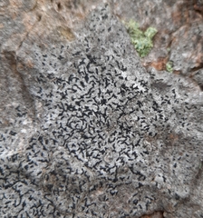 Opegrapha