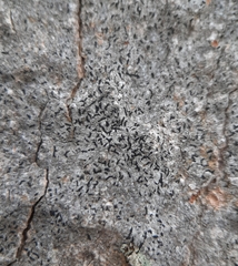 Opegrapha