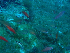 Calotomus viridescens