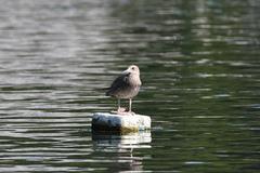 Larus argentatus