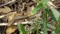 Trachylepis variegata