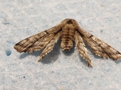 Apochima flabellaria