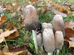 Coprinus comatus
