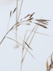 Agrostis