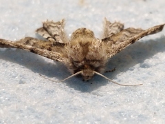 Apochima flabellaria